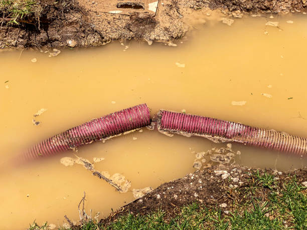 Best Professional water damage repair  in Squaw Valley, CA